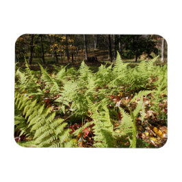 Ímã Fall Ferns