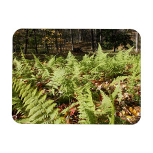 Ímã Fall Ferns