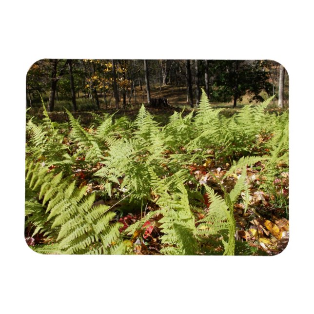 Ímã Fall Ferns (Horizontal)