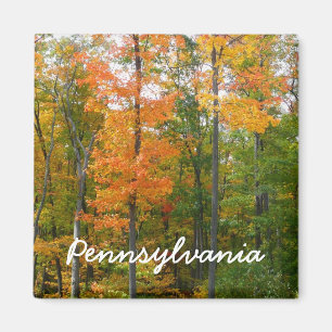 Imã Fall Maple Trees Autumn Nature Fotografia