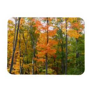 Ímã Fall Maple Trees Autumn Nature Fotografia