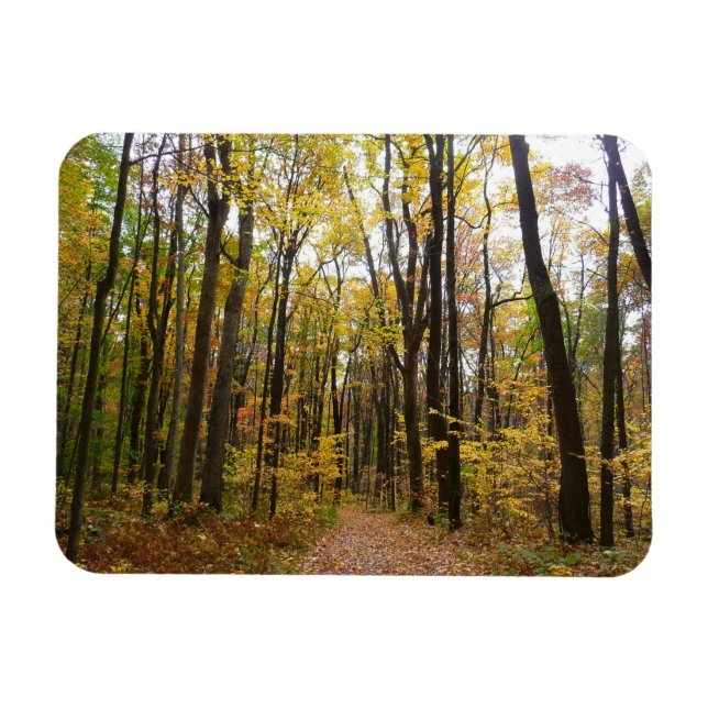 Ímã Fall Trail and Ouro Leaves no Laurel Hill Park (Horizontal)