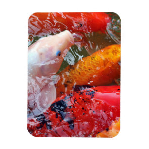 Ímã Falln Gathering Koi
