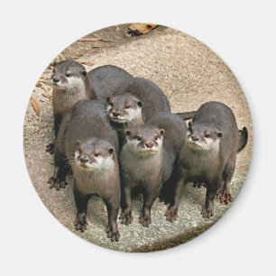 Imã Família adorável da lontra