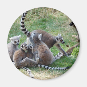 Imã Família atada anel do lemur