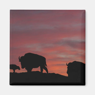 Imã Família Bison