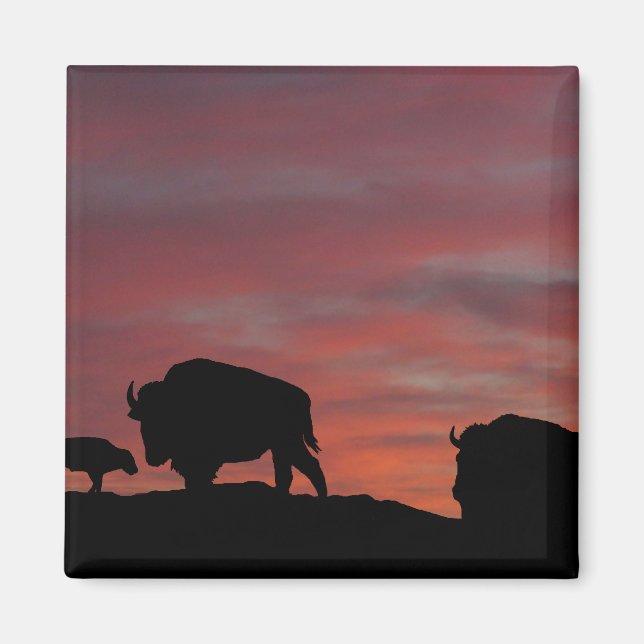 Imã Família Bison (Frente)