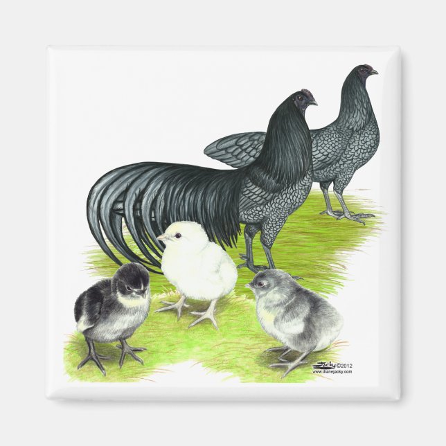 Imã Família Blue Sumatra (Frente)