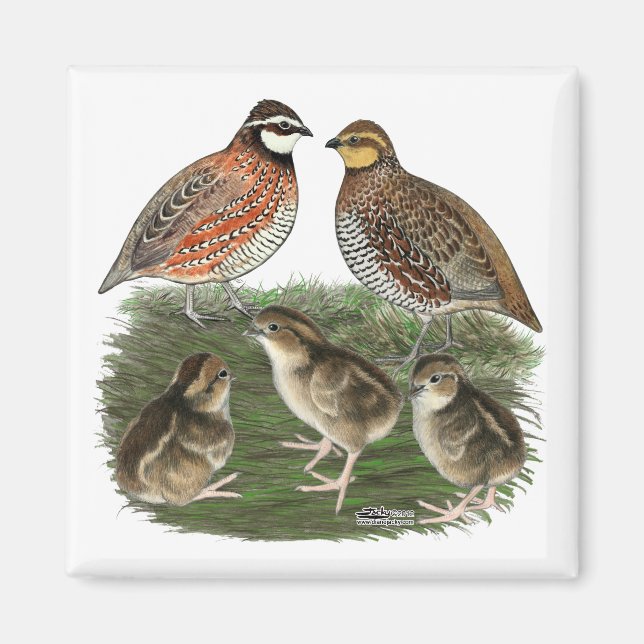 Imã Família Bobwhite Quail (Frente)