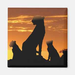 Imã Família Cheetah