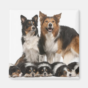 Imã Família de collie de fronteira