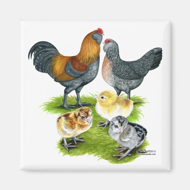 Imã Família de Galinhas Ameraucana (Frente)