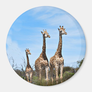 Imã Família de Girafas no Topo de uma Colina Gramada