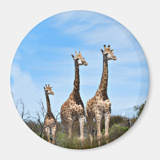 Imã Família de Girafas no Topo de uma Colina Gramada
