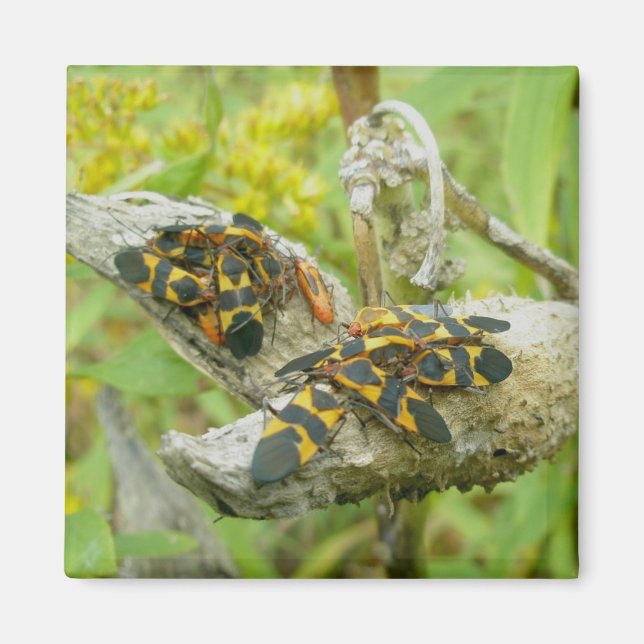 Imã Família de Insetos Milkweed #1 Magnet (Frente)