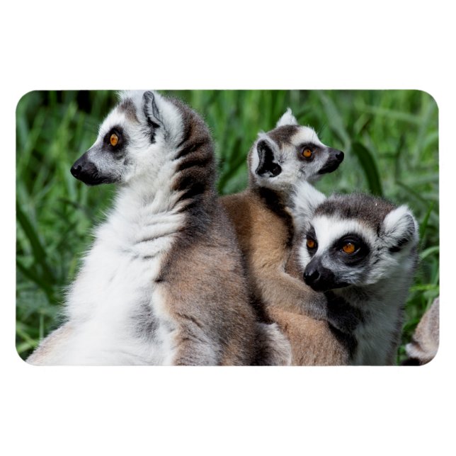 Ímã Família de Lemur de Ring-tail (Horizontal)