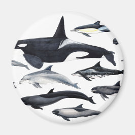 Imã Familia de los delfines: orcas, delfines, marsopas
