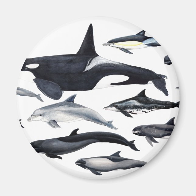 Imã Familia de los delfines: orcas, delfines, marsopas (Frente)