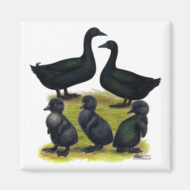 Imã Família de Pato Cayuga (Frente)