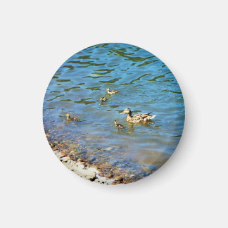 Imã Família de Patos