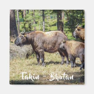 Imã Família de Takin, animal nacional do Butão