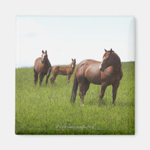 Imã Família do cavalo no campo