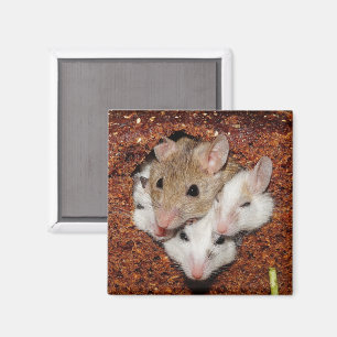 Imã Família do rato no naco de pão
