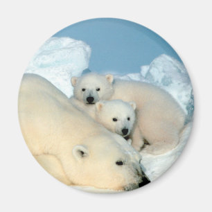 Imã Família do urso polar