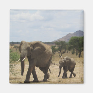 Imã família elefante