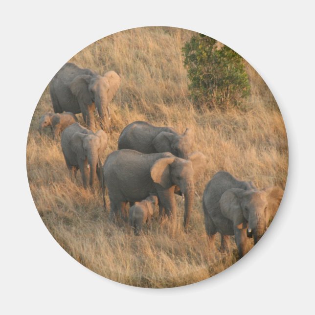 Imã família elefante (Frente)