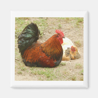Imã Família Feliz - Magnet Rooster & Chicken 2"