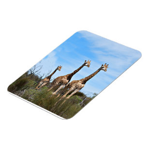 Ímã Família Giraffe No Entaque Grassy