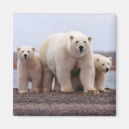 Imã Família Polar Bear