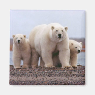 Imã Família Polar Bear