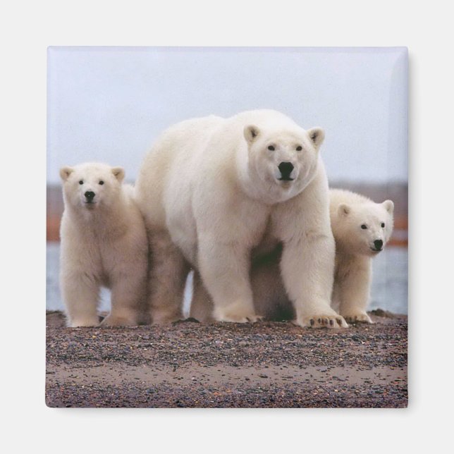 Imã Família Polar Bear (Frente)
