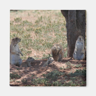 Imã Família Prairie Dog