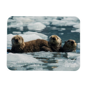Ímã Família Sea Otter