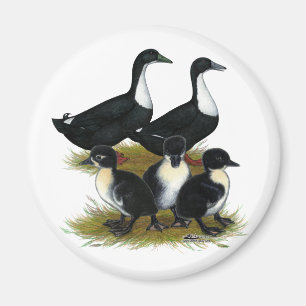 Imã Família sueco do pato