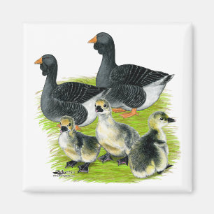 Imã Família Toulouse Goose