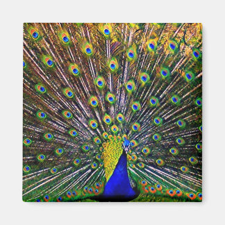Imã Fanning Peacock