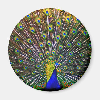 Imã Fanning Peacock - Ronda