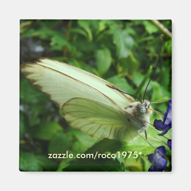 Imã farfalla bianca (Frente)