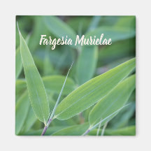 Fargesia murielae Bamboo para presente de jardinei