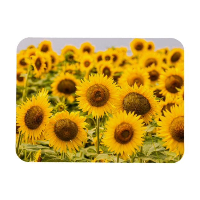 Ímã Farms | A Sunflower Field (Horizontal)