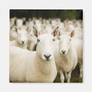 Imã Farms Herd of Sheep
