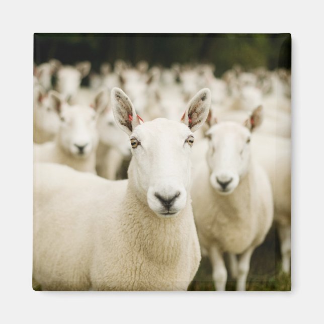 Imã Farms | Herd of Sheep (Frente)