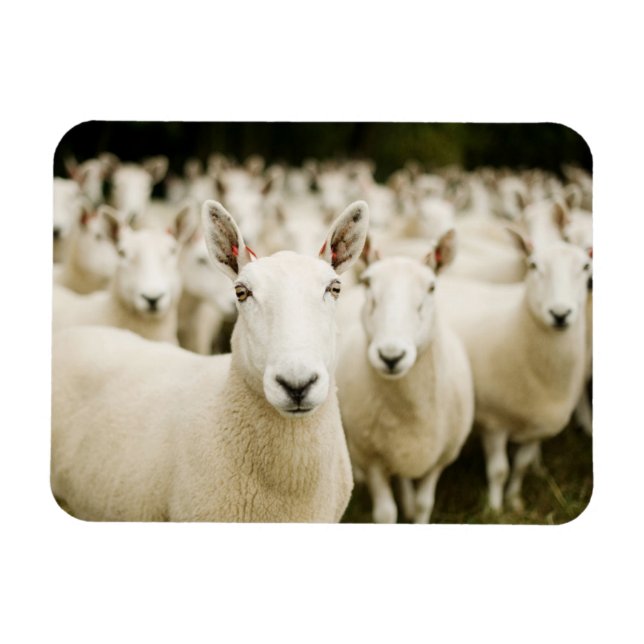 Ímã Farms | Herd of Sheep (Horizontal)