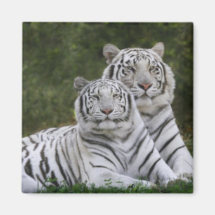 Imã Fase branca, tigre-de-bengala, Tigris