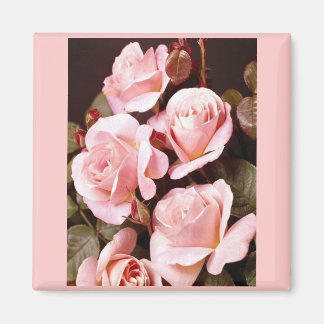 Imã Favoritos do chá de panela