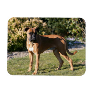 Ímã Fawn Boxer Dog Stander